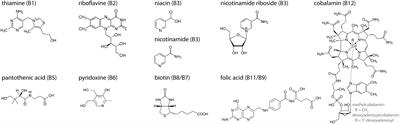 Mito-Nuclear Communication by Mitochondrial Metabolites and Its Regulation by B-Vitamins